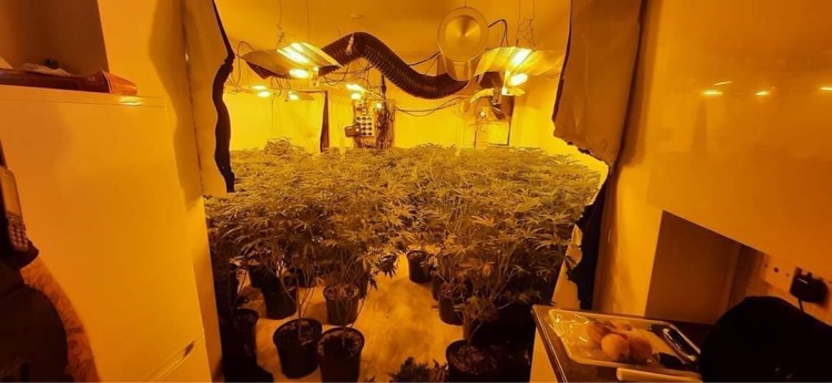 weed farm